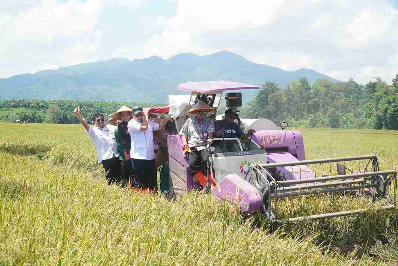 Panen Padi Biosalin di Jepara, Produktivitas Melonjak hingga 9 Ton per Hektare