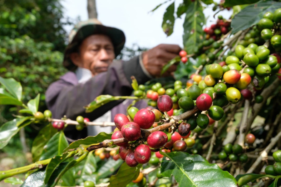 Temanggung Perkuat Antisipasi Dampak Iklim terhadap Komoditas Kopi dan Cengkeh