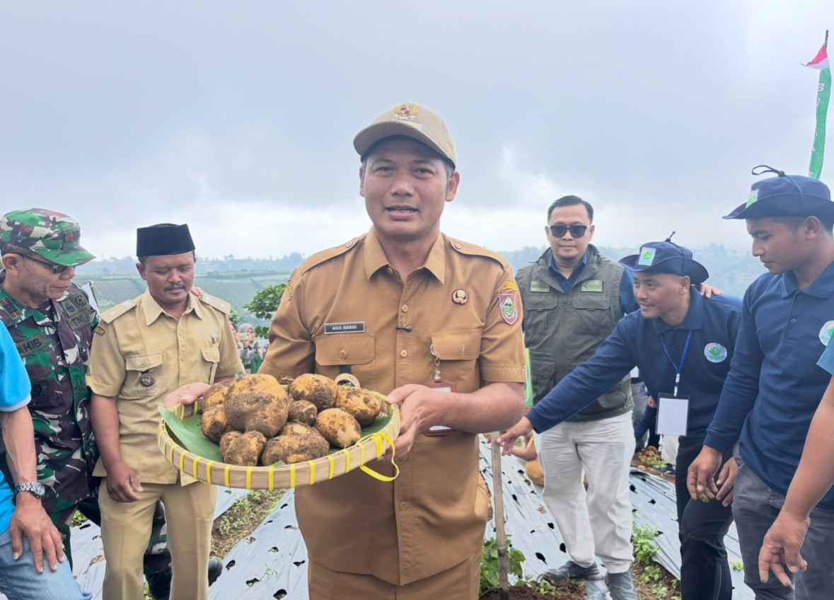 Bupati Agus Panen Kentang di Selo, Dukung Program Kedaulatan Pangan Nasional