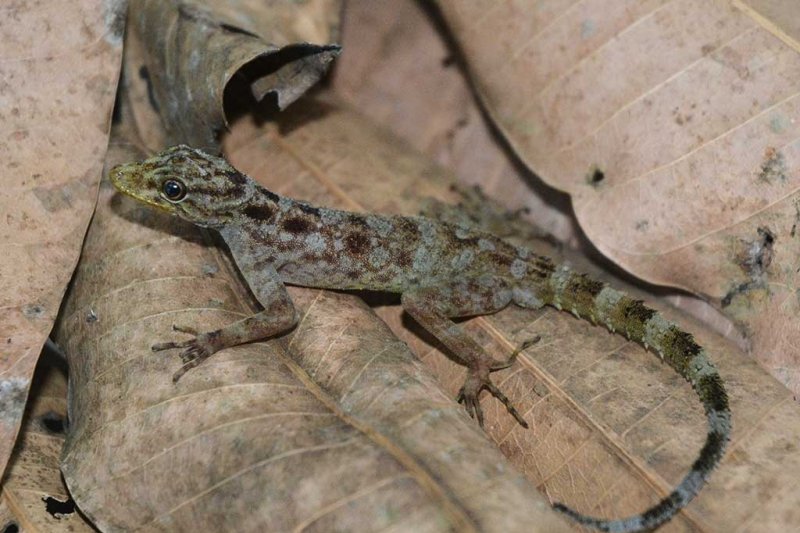 Cecak Spesies Baru di Gunung Muria