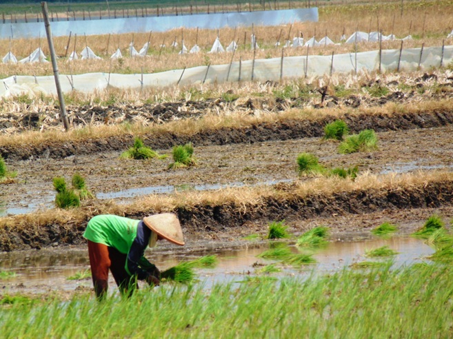 Beragam Hasil Pertanian Jadi Penopang Desa Baleadi
