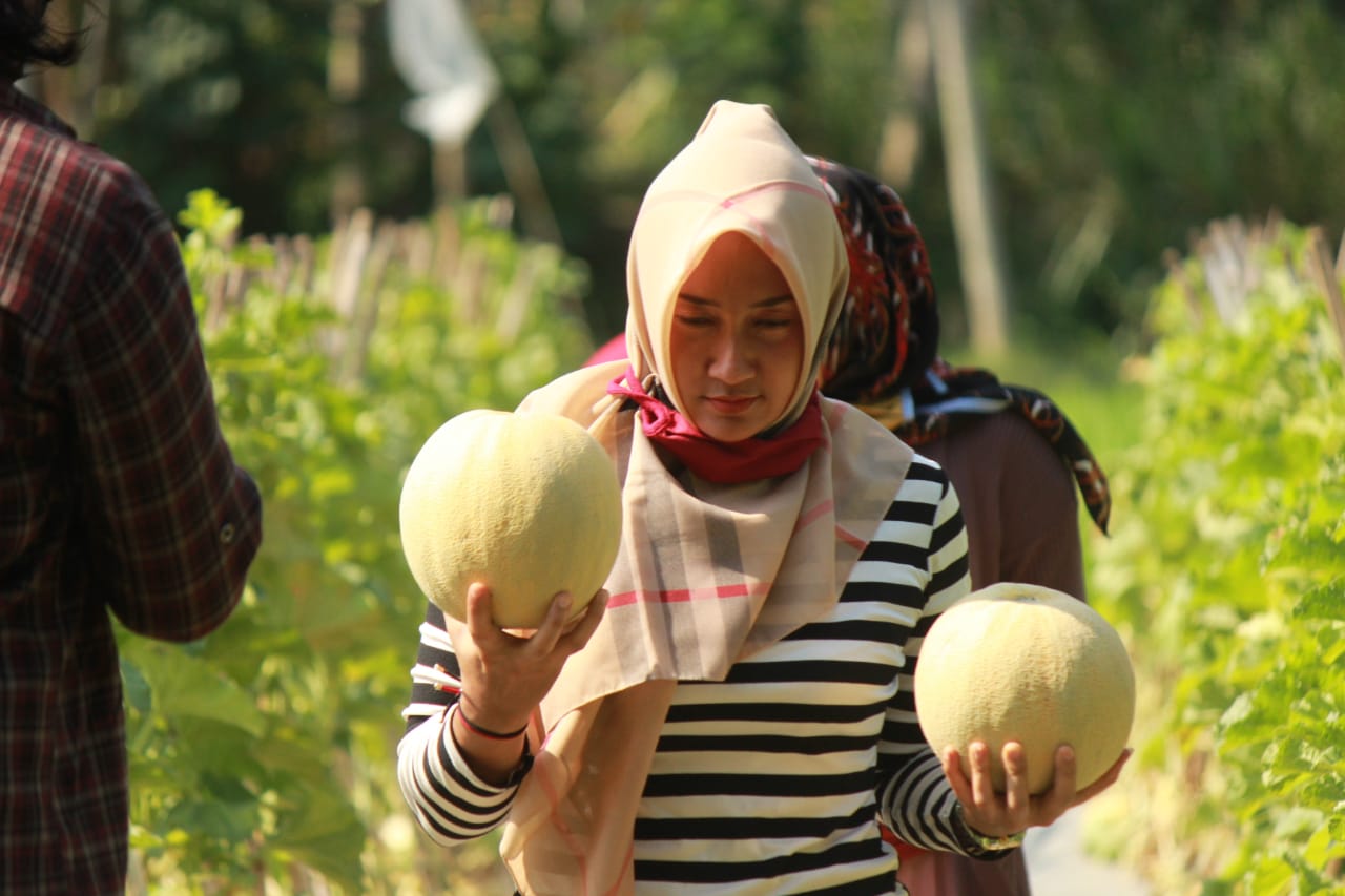 Warga Desa Grogolan Kembangkan Wisata Petik Melon