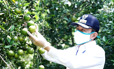 Wisata Petik Jeruk Desa Tegalarum Potensial Dikembangkan