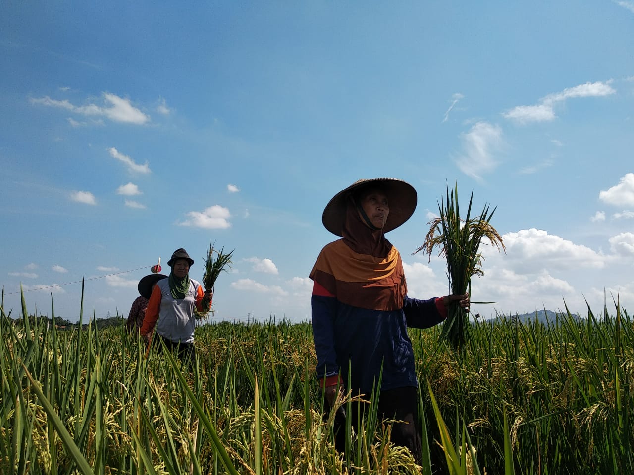 Desa Jambean Kidul, Salah Satu Desa Lumbung Padi