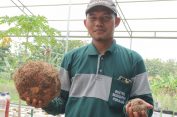 Punya Nilai Ekonomis Tinggi, Pati Potensial Budidaya Porang