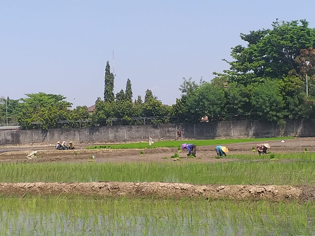 Narso: Sektor Pertanian Tahan Hadapi Pandemi