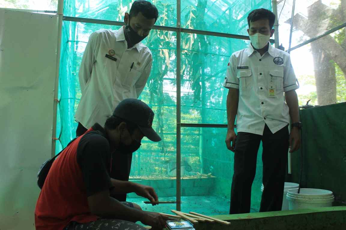 DLH Pati Kembangkan Budidaya Maggot, Sehari Kurangi Sampah 30 hingga 50 Kg