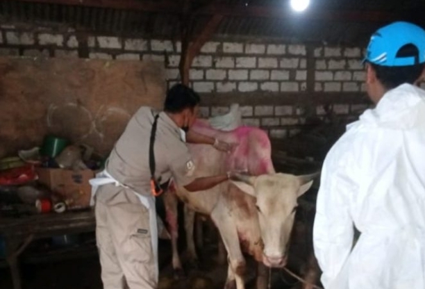 Kasus PMK di Rembang Capai 1.657, Menyebar di 12 Kecamatan