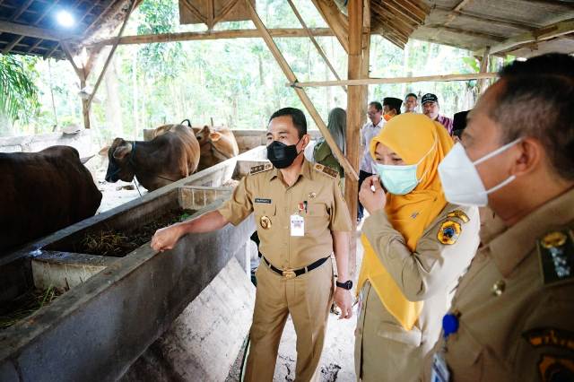 Diserang Virus PMK, 50 Ekor Sapi di Pati Mati
