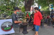 Komunitas Bonsai Pati Angkat Potensi Lokal, Gelar Pameran saat CFD