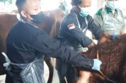 Hewan Kurban di Rembang Harus Kantongi Surat Keterangan Sehat