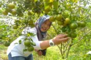 Lahan Buah Jeruk di Blora, Pontensi Dikembangkan Wisata Holtikultura
