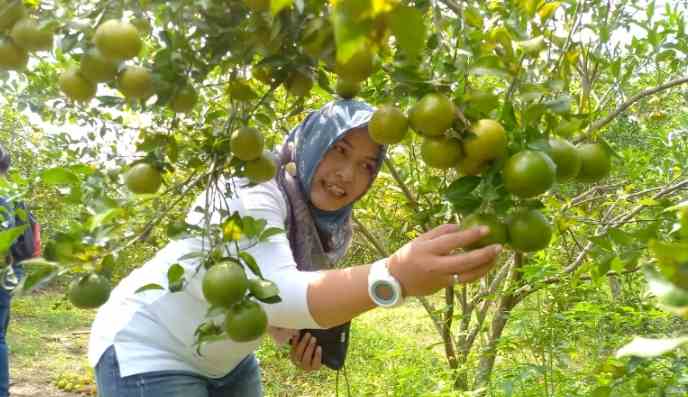 Lahan Buah Jeruk di Blora, Pontensi Dikembangkan Wisata Holtikultura