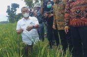 Kerdil Rumput Ancam Produksi Padi, Luluk Nur Hamidah Desak Kementan Beri Perhatian Kusus