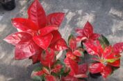 6 Macam Aglonema Suksom Warna Merah yang Banyak Dicari
