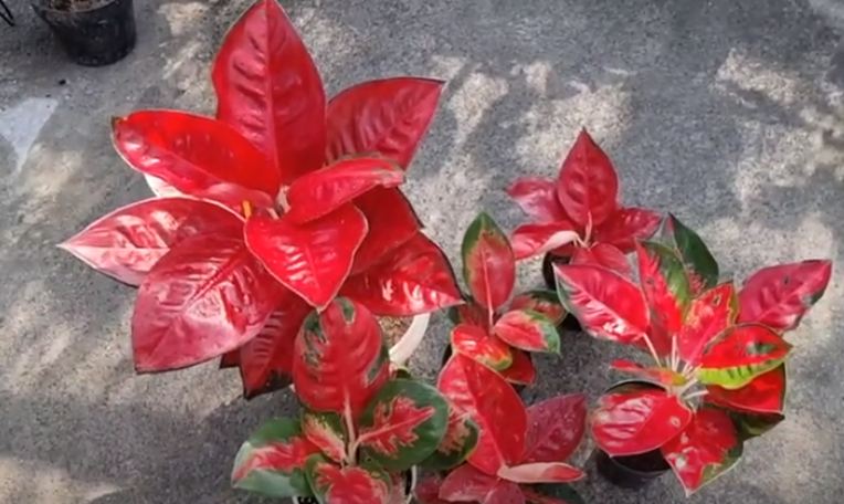 6 Macam Aglonema Suksom Warna Merah yang Banyak Dicari