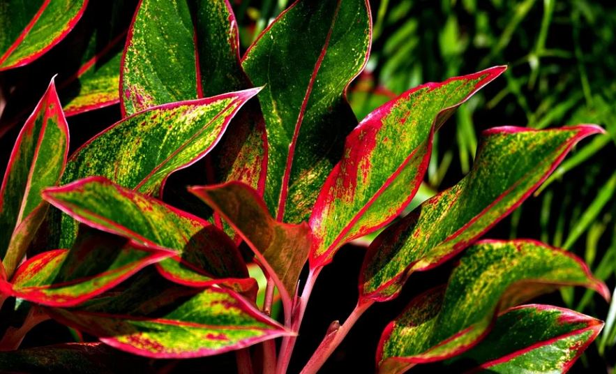 9 Cara Mudah Merawat Aglonema, Mulai Pemupukan Hingga Media Tanam