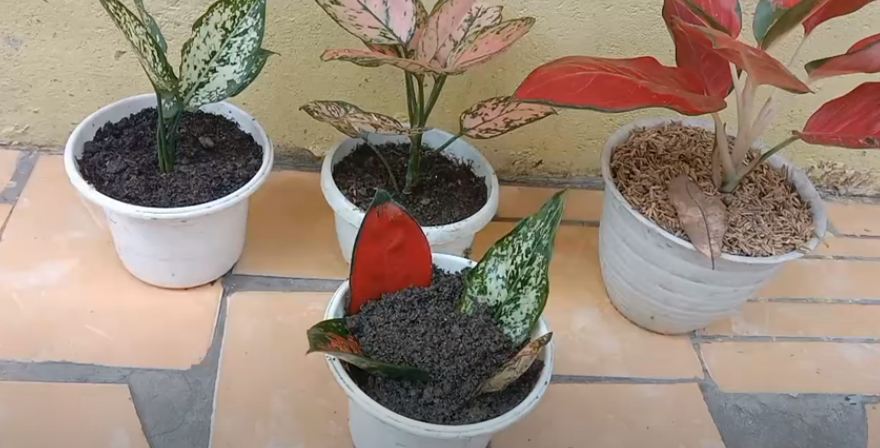 5 Langkah Memperbanyak Aglonema dengan Cara Tanam Daun