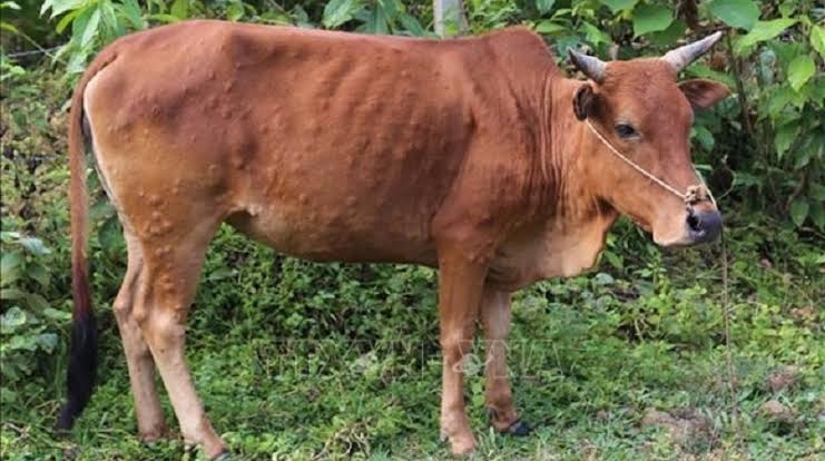 50 Sapi di Demak Kena Penyakit LSD, Peternak Diminta Waspada