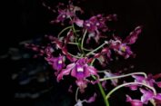 Anggrek Merah Cantik Ini Diberi Nama Dendrobium Ganjar Pranowo