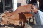 Aneh!!! Ratusan Sapi di Sragen Alami Bentol – Bentol Bahkan Sampai Lumpuh?
