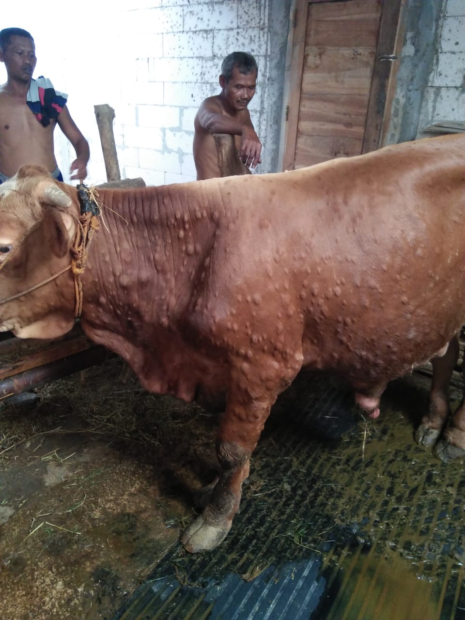 Pemkab Sragen Suntikkan 4.000 Dosis Vaksin ke Sapi Sehat