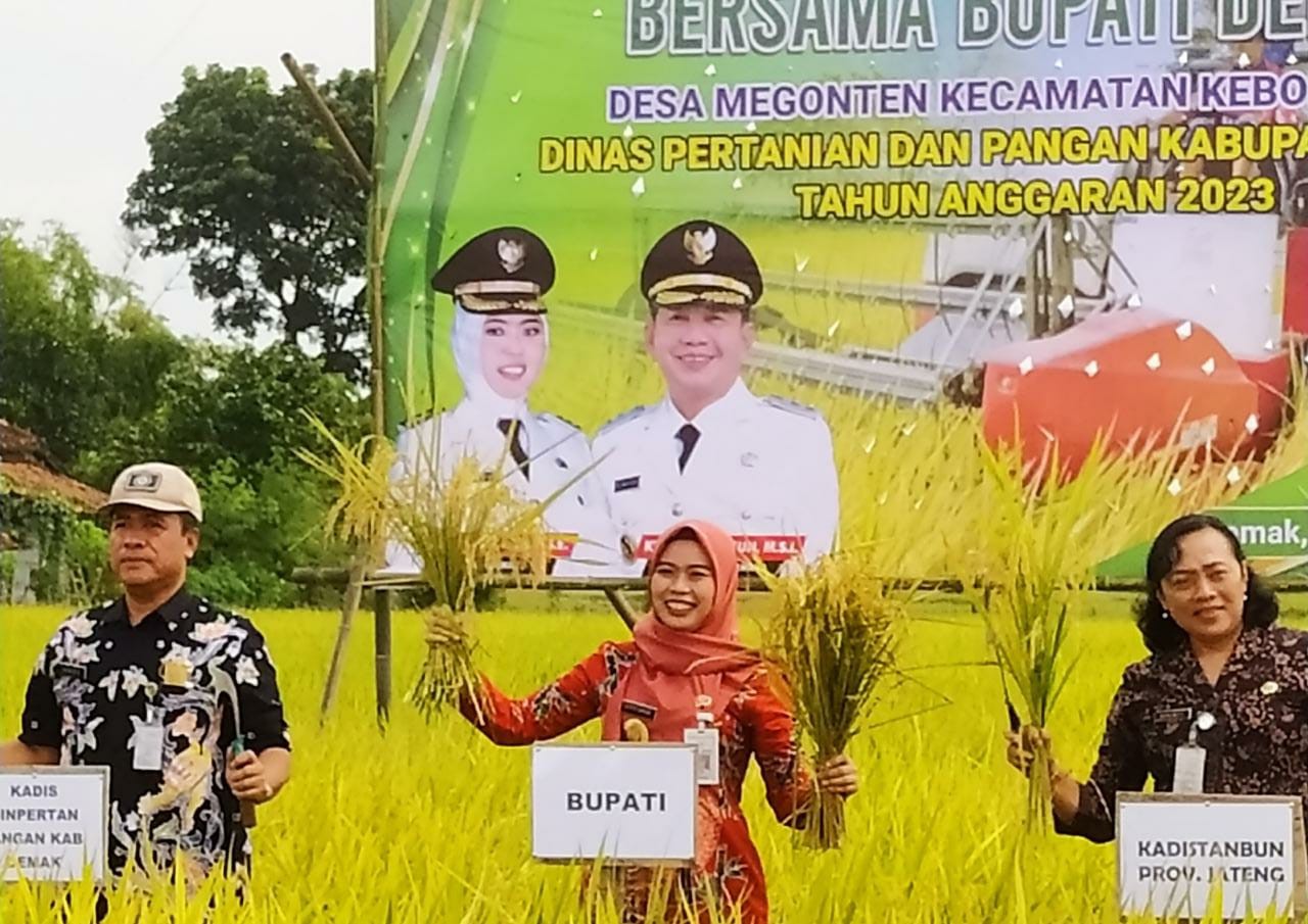 Bupati Demak Panen Raya dan Resmikan Saung Tani
