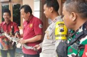 Temuan Anak Buaya di Persawahan Diserahkan BKSDA RKW Pati