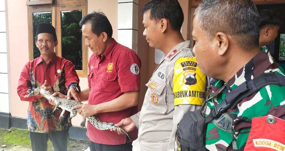 Temuan Anak Buaya di Persawahan Diserahkan BKSDA RKW Pati