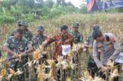 Kodim Pemalang Berhasil Tanami Jagung di Lahan Tidur 1,3 Hektare