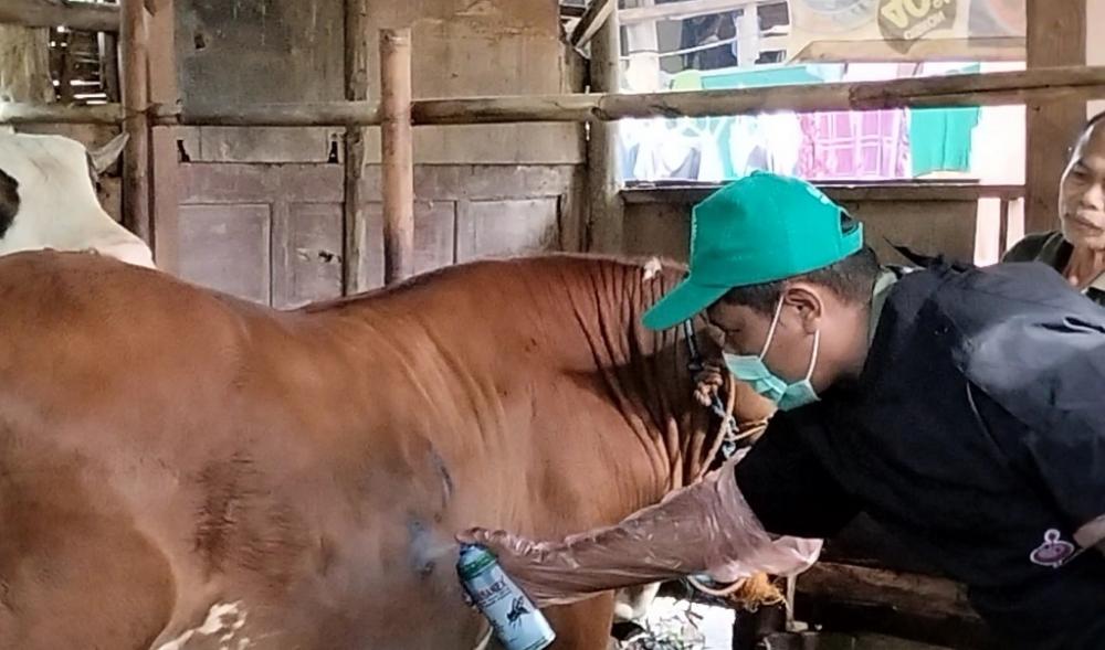 Pengobatan Berkelanjutan, Kunci Kesembuhan Ternak Terindikasi Penyakit LSD