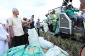Cek Panen Raya Grobogan, Ganjar Senang Petani Dapat Harga Tinggi