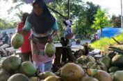 Awal Puasa Ramadan, Pedagang Es Kelapa Muda di Batang Mampu Jual 100 Butir Sehari