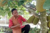 Desa Pasung Klaten, Kembangkan Agrowisata Buah Nangka