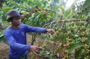 Akibat Intensitas Hujan Pada Malam Hari, Panen Kopi di Batang Alami Penurunan