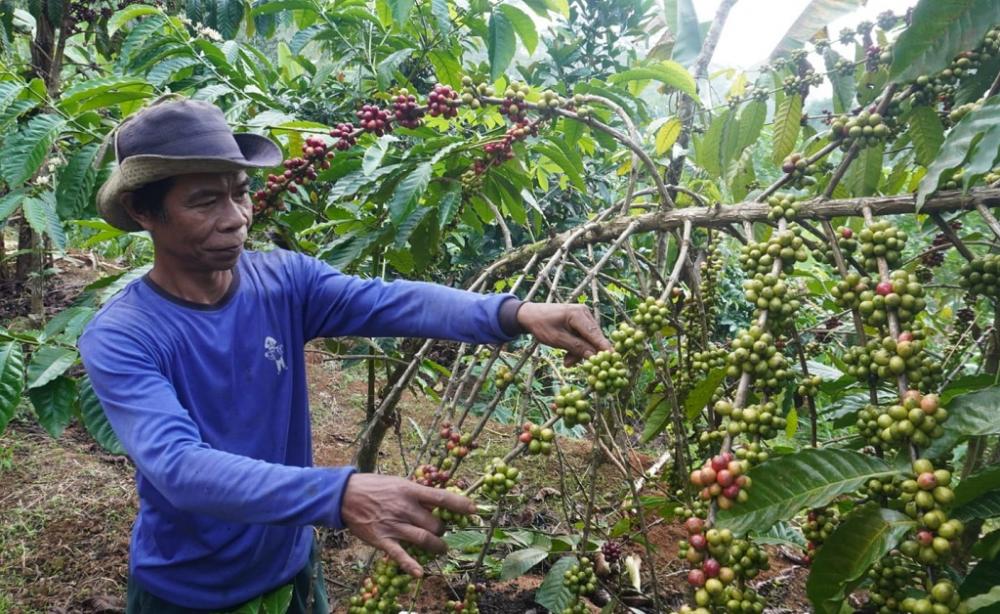 Akibat Intensitas Hujan Pada Malam Hari, Panen Kopi di Batang Alami Penurunan