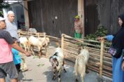Jelang Iduladha, Kambing Kurban Alami Kenaikan Harga