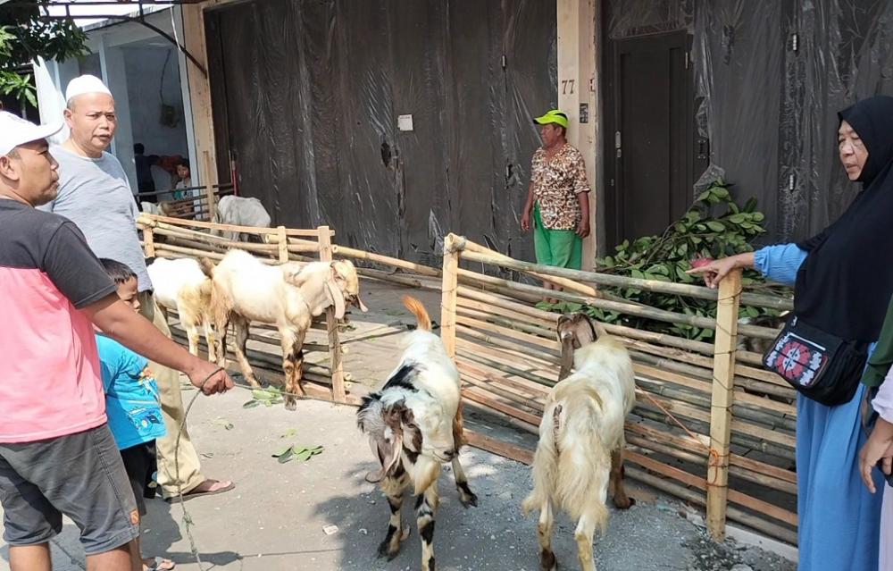 Jelang Iduladha, Kambing Kurban Alami Kenaikan Harga