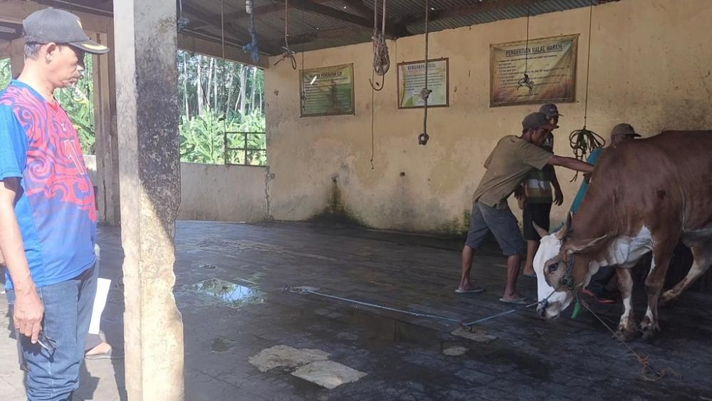 Jaga Higienitas, Jamaah Muhammadiyah Sembelih Hewan Kurban ke Juleha