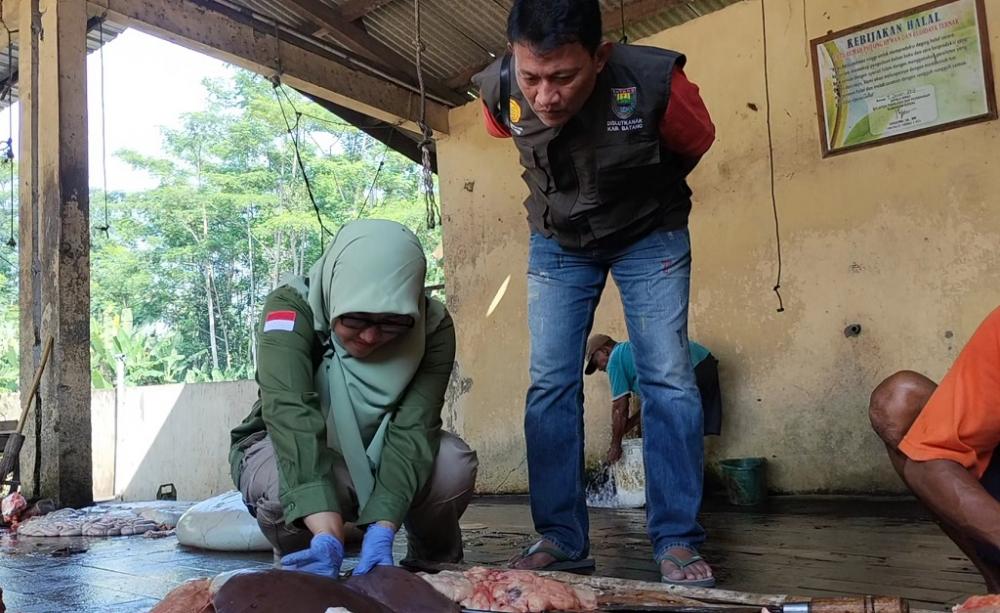 Antisipasi Cacing Hati, Dislutkanak Batang Terjunkan Tim Pemantau Kurban