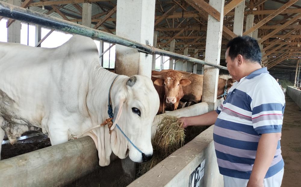 Jelang Iduladha, Mal Sapi Pak Topo Jadi Incaran Konsumen
