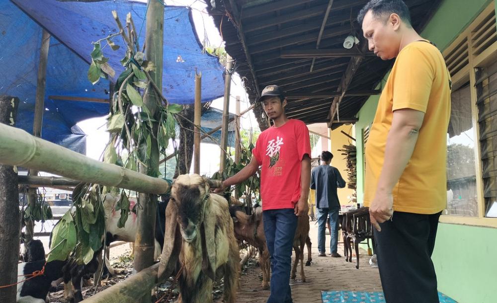 Harga Sapi di Batang Melambung, Kambing Jadi Alternatif Berkurban
