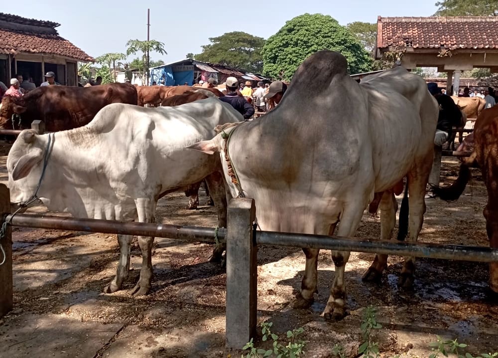 Jelang Iduladha, Tim DP4 Blora Siap Awasi dan Periksa Kesehatan Hewan Kurban