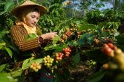 Jelang Panen Raya Kopi, Warga Gemawang Tingkatkan Keamanan Ladang