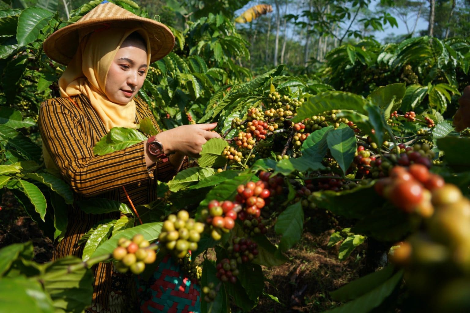 Jelang Panen Raya Kopi, Warga Gemawang Tingkatkan Keamanan Ladang