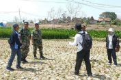 Ratusan Hektare Sawah di Rembang Gagal Panen, Petani Ajukan Klaim Asuransi
