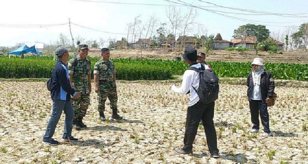 Ratusan Hektare Sawah di Rembang Gagal Panen, Petani Ajukan Klaim Asuransi
