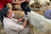 Peternak Terbantu, Ada Vaksinasi dan Pemberian Obat Gratis dari KKN-T Inovasi IPB