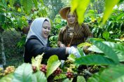 Harga Tinggi, Petani Kopi di Temanggung Diminta Tetap Jaga Kualitas