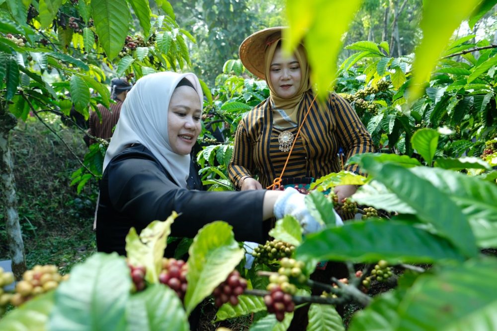Harga Tinggi, Petani Kopi di Temanggung Diminta Tetap Jaga Kualitas